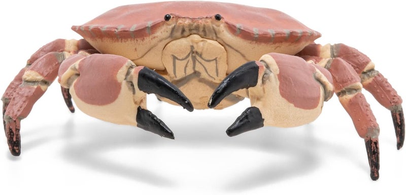 Papo تمثال بحري تعليمي من بابو  CRABE REALISTE  للأطفال من عمر 3 سنوات  عالم البحر  مطلي يدويًا  يحفز الخيال  8 سم × 75 سم × 25 سم  لعبة تعليمية  فكرة هدية  سرطان البحر الواقعي - Image 5