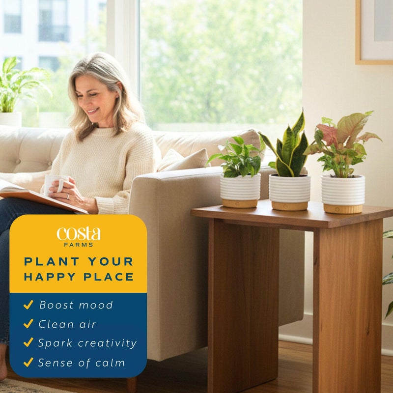 Costa Farms Live Indoor House Plants (3-Pack), Hand Selected Easy to Maintain Indoor Assorted Houseplants in Plant Pots, Curated Air Purifying Mix, Low Light, Home Office Decor Plant Gift - Image 5