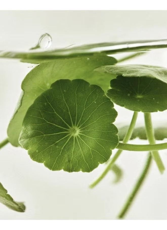 Beauty of Joseon - Light On Facial Serum Centella Plus Vita C 30ml - Image 1