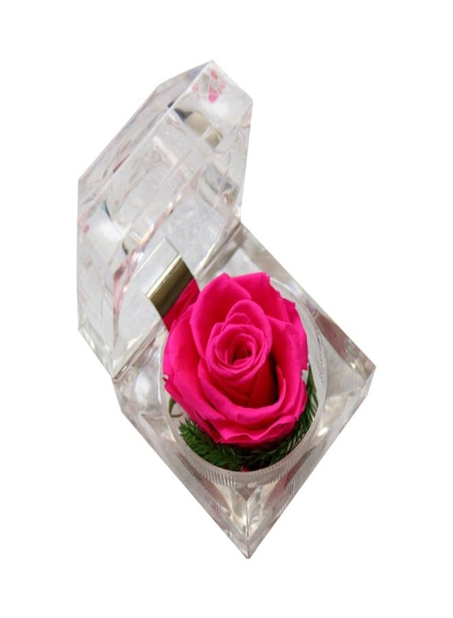 بيستونزون وردة بيستونزون الأبدية المحفوظة، وردة لا تذبل أبدًا، وردة حقيقية محفوظة في علبة خاتم شفافة صغيرة، زهرة أبدية للنساء والأمهات والصديقات والجدة في عيد الحب (وردية) - Image 1