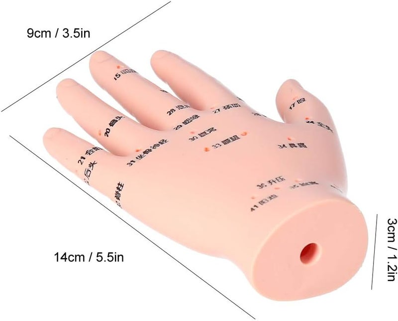 klarako Acupuncture Hand Model,Accurate Acupoint Teaching Hand Model Flexible Hand Model for Hospital School - Image 4