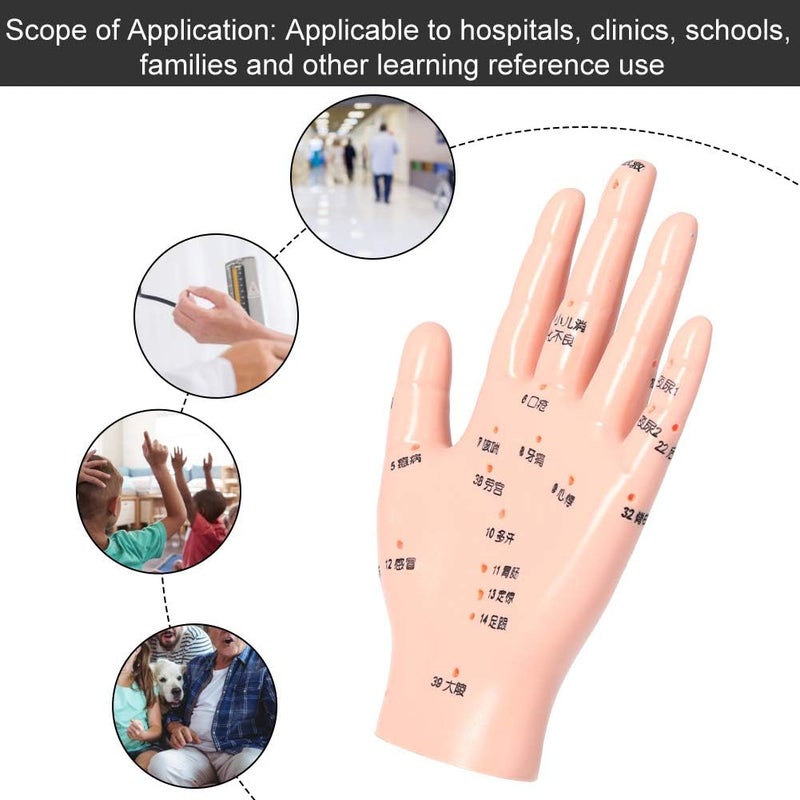 klarako Acupuncture Hand Model,Accurate Acupoint Teaching Hand Model Flexible Hand Model for Hospital School - Image 2