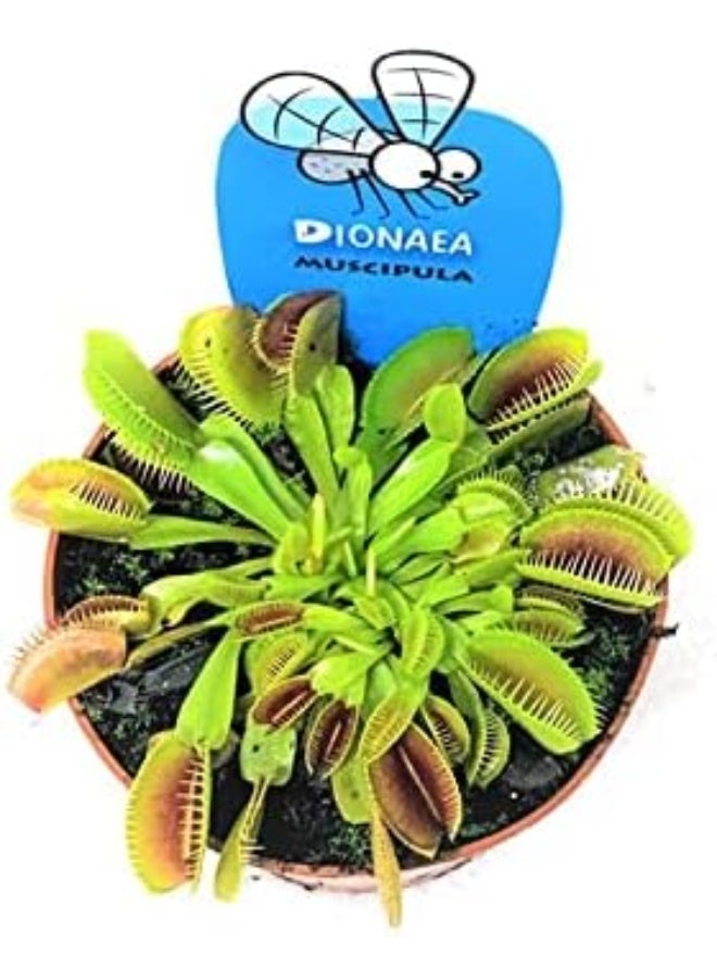 DUBAI GARDEN CENTRE نبات ديوانايا فينوس فلي تراب