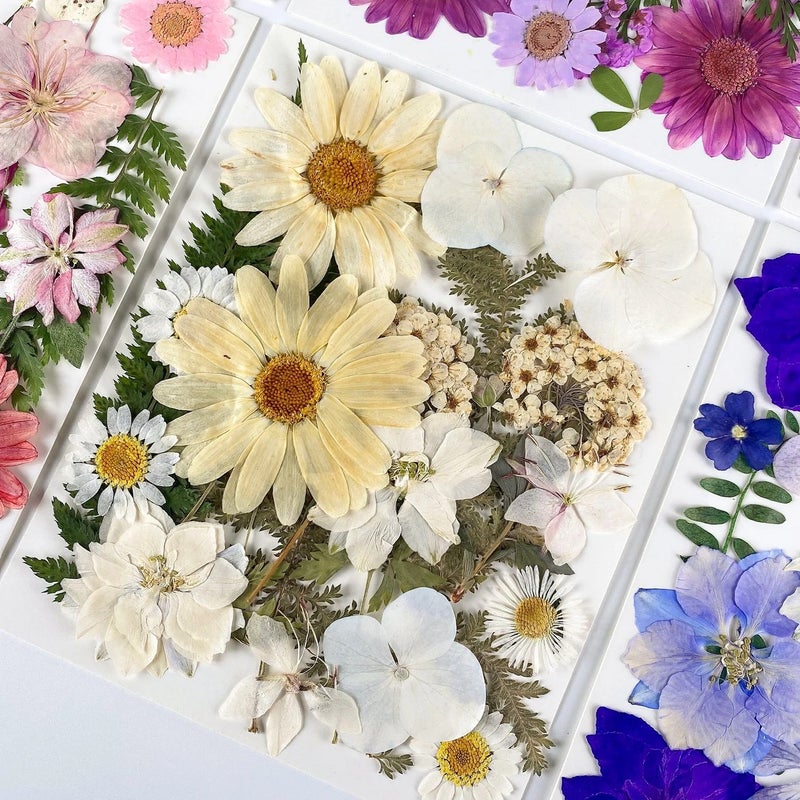 Bluejw ZS038 Natural Dried Flowers for Resin, 25 Pieces Pressed Plants Kit - DIY Festival Gifts, Home Decor - Image 4
