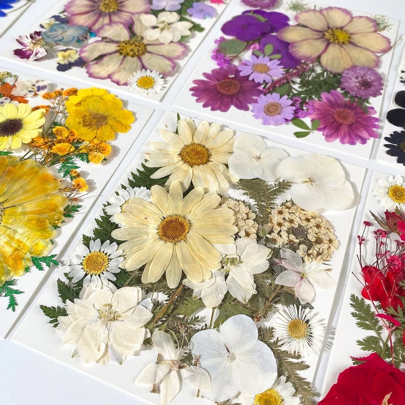 Bluejw ZS038 Natural Dried Flowers for Resin, 25 Pieces Pressed Plants Kit - DIY Festival Gifts, Home Decor - Image 2
