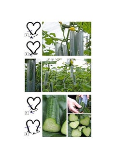 Generic 2PCS Garden Vegetable Growth Forming Mould, Pentagram-shaped Mold, Heart-shaped Cucumber Fruit Shaping Molds Tool  - Image 5