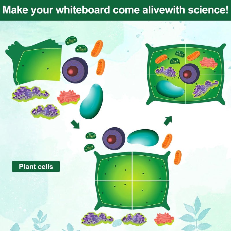 Leitee 18 Pcs Magnetic Plant Cell Model Kits Giant Teaching Resources Early Biology Cell Anatomy Model Life Science Teaching Aid for Whiteboard Learning Tools Educational Classroom Activities - Image 4