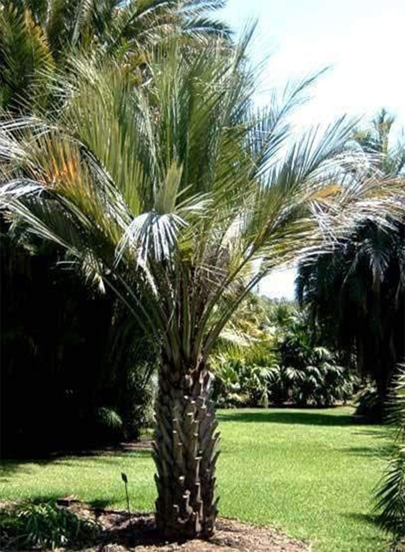 GGOOT Seeds 5 buttia Seeds That Sticker Upright Hardy Jelly Palm: Only Seeds - Image 1