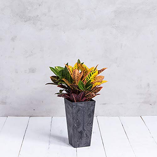 Root & Vessel Ella Tall Planter - Image 3