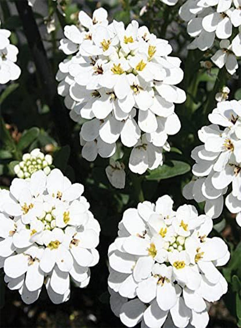 GGOOT Candytuft White Evergreen Perennial Iberis Sempervirens - 100 (PKD) Seeds