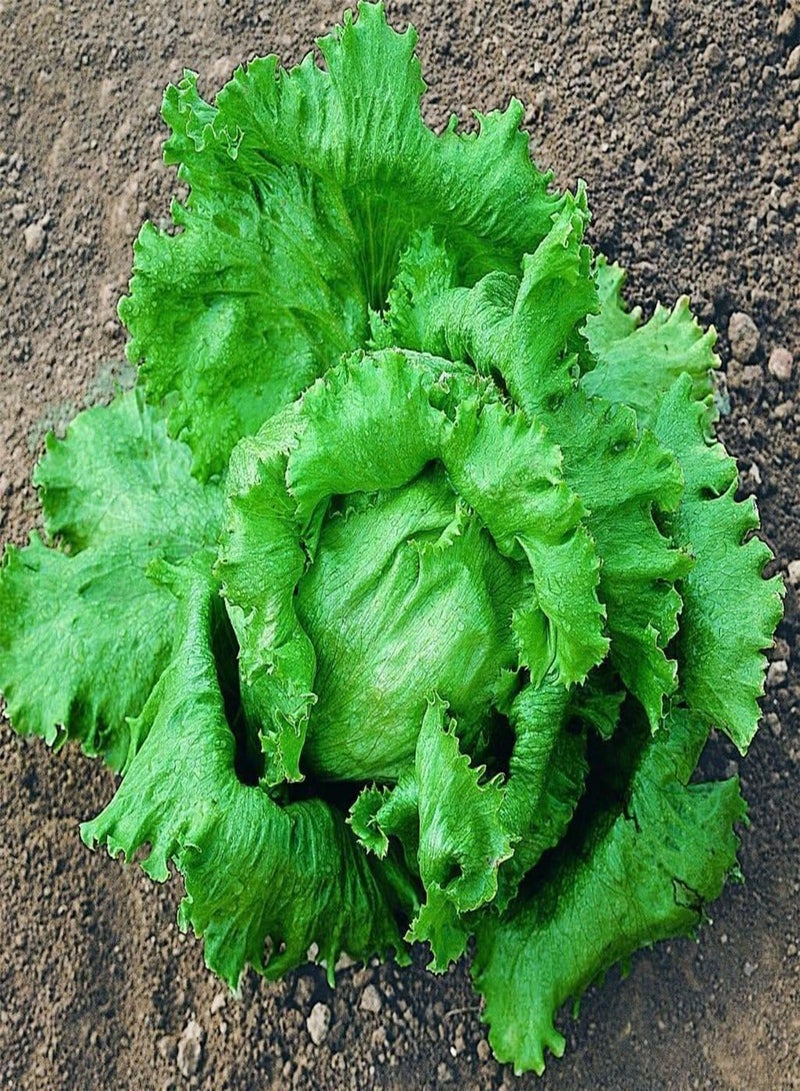 جي جوت بذور خس البحيرات العظمى 118 (خس الجبل الجليدي/خس كريسبهيد) (200 بذرة) - Image 1