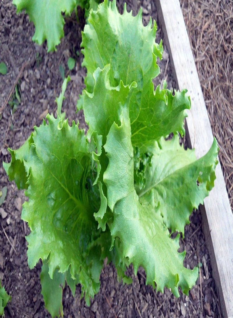 جي جوت بذور خس البحيرات العظمى 118 (خس الجبل الجليدي/خس كريسبهيد) (200 بذرة) - Image 2