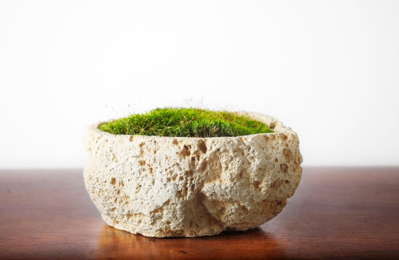 SuperMoss (21538) Mood Moss Preserved, Fresh Green, 3 Pounds - Image 2