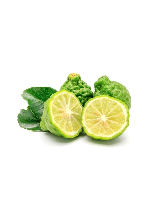 US Organic زيت البرغموت الأساسي النقي 100%، معتمد من وزارة الزراعة الأمريكية، معصور على البارد، مع قطارات يورو (تتوفر أحجام إضافية) (30 مل / 1 أونصة سائلة) - Image 4