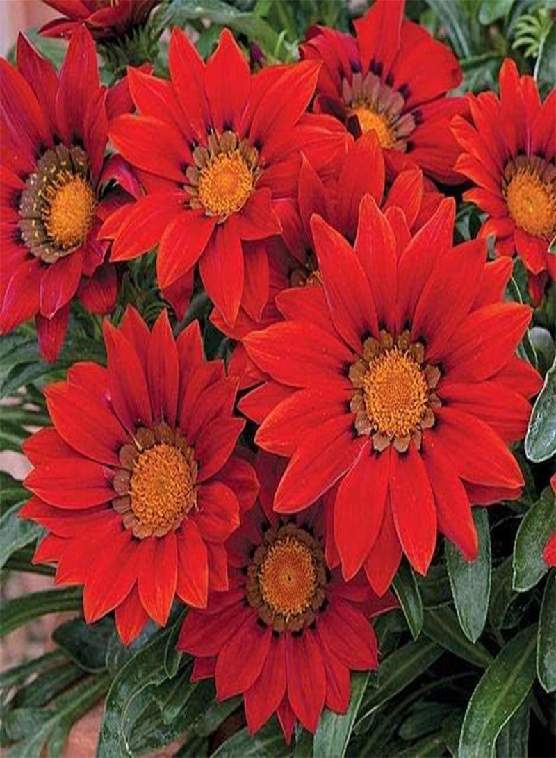 GGOOT seeds Fresh 100 Pcs Gazania Rigens Flower seeds for Planting red 1