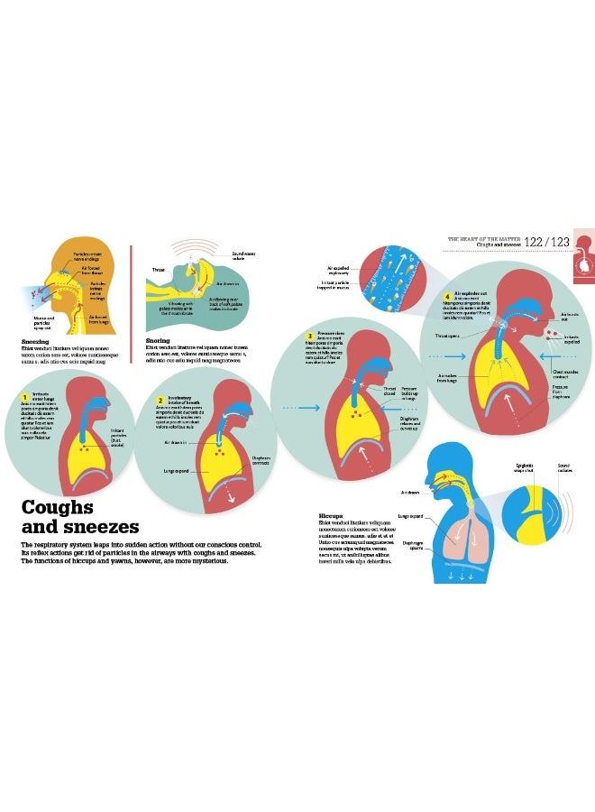 How the Body Works: The Facts Simply Explained - Image 5