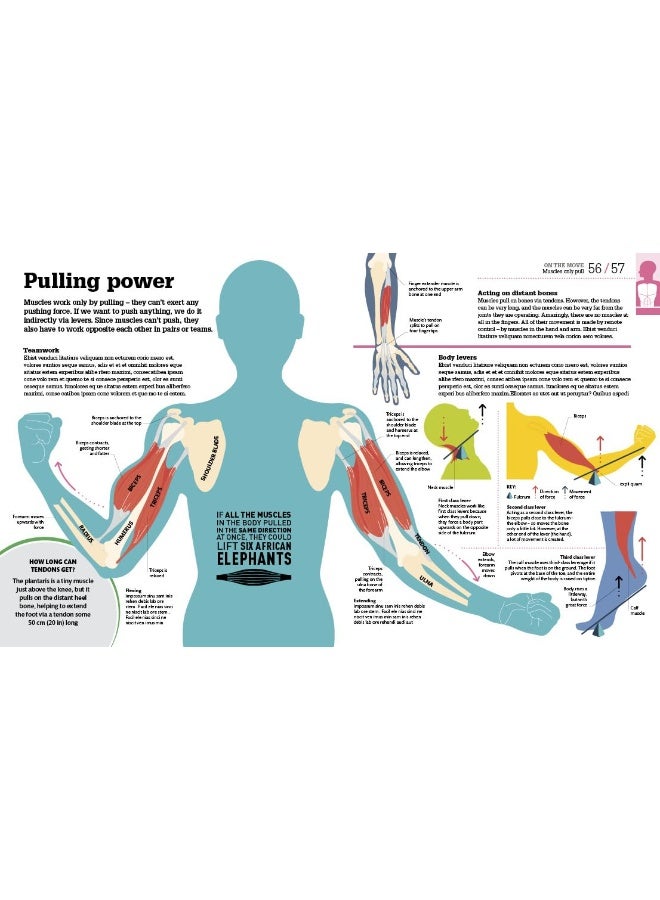 How the Body Works: The Facts Simply Explained - Image 2