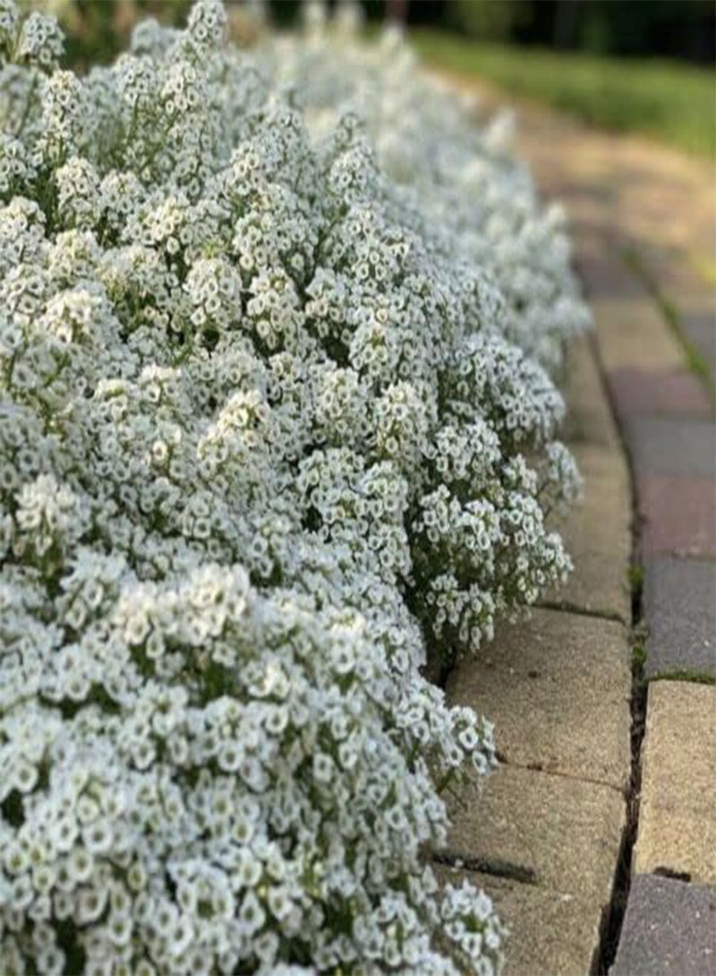 GGOOT White Lobularia - Carpet of Snow Fragrant Alyssum 100 . UK Delivery Only. - Image 3