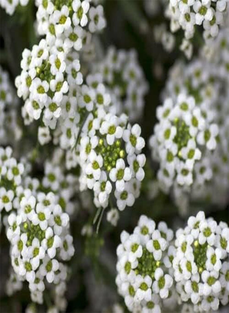 GGOOT White Lobularia - Carpet of Snow Fragrant Alyssum 100 . UK Delivery Only. - Image 1