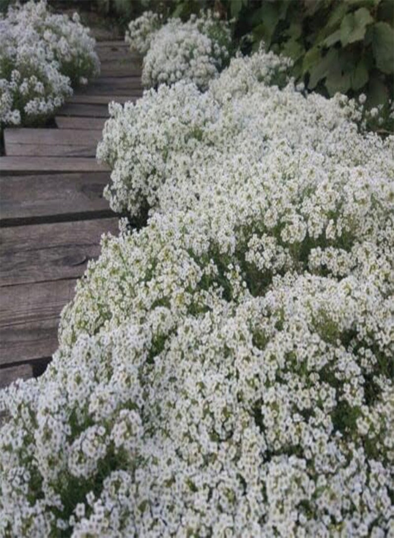 GGOOT White Lobularia - Carpet of Snow Fragrant Alyssum 100 . UK Delivery Only. - Image 2