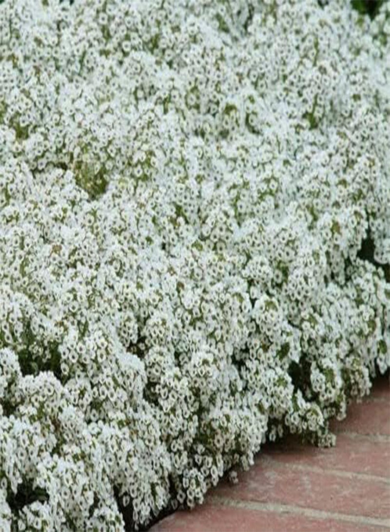 GGOOT White Lobularia - Carpet of Snow Fragrant Alyssum 100 . UK Delivery Only. - Image 4