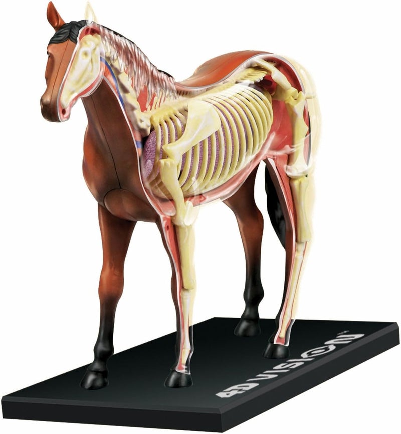 Tedco 4D Vision Horse Anatomy Model with 25 Detachable Organs and Illustrated Guide - Image 1