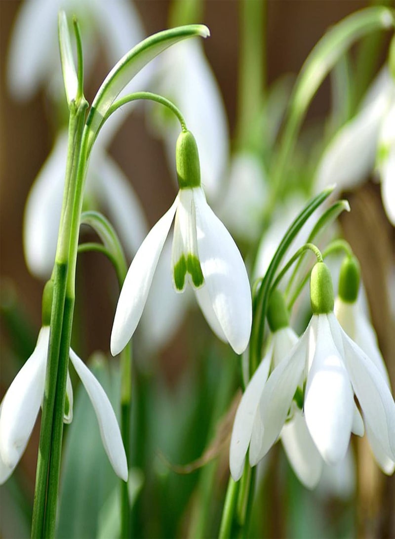 GGOOT Gardening Lawn Seeds, 200Pcs/Bag Snowdrop Galanthus Seeds Viable Quick Growth Perennial Well-adapted Fragrant Floral Bonsai Seedlings for Balcony - Seed - Image 5