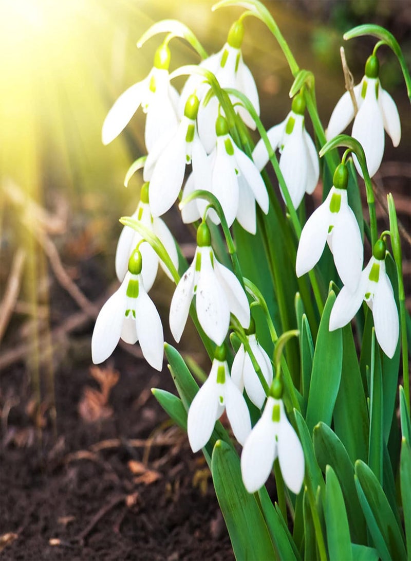 GGOOT Gardening Lawn Seeds, 200Pcs/Bag Snowdrop Galanthus Seeds Viable Quick Growth Perennial Well-adapted Fragrant Floral Bonsai Seedlings for Balcony - Seed - Image 1