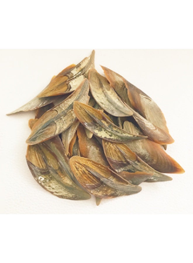 Natural Operculum Shell (Dollar Shell) for Incense & Bakhoor Making - Image 1