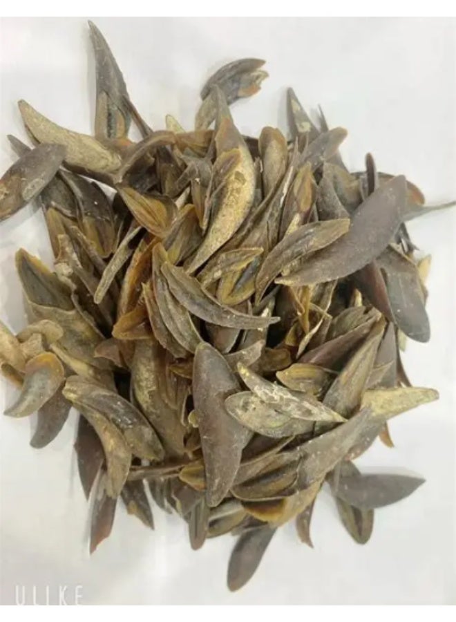 Natural Operculum Shell (Dollar Shell) for Incense & Bakhoor Making - Image 2