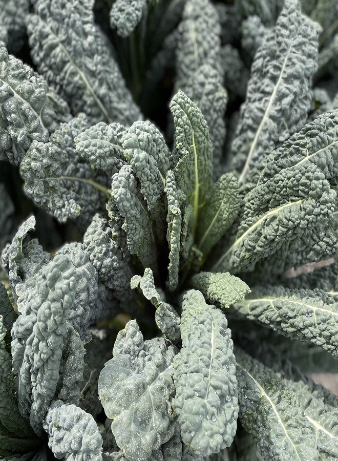 Sereniseed مجموعة بذور الخس العضوي المعتمد من سيرينيسيد (10 عبوة) - 100% غير معدلة وراثيًا، مخصبة طبيعياً - دليل الزراعة - Image 4