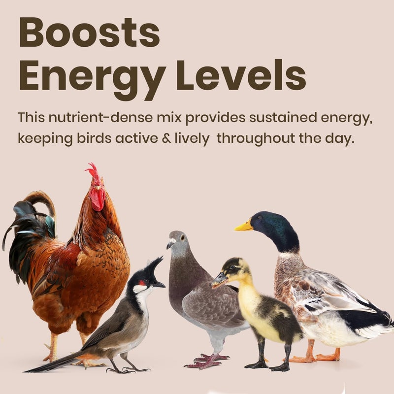 BRANDSFINITY Premium Bird Food For Wild Birds (5kg) - Image 4