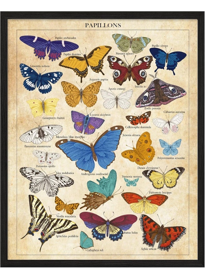 Insire Vintage Butterfly Poster, Butterfly Posters, Butterfly Poster Vintage - Set of 1 (11x14in) Butterfly Print, Vintage Wall Art, Vintage Butterfly Wall Art - Wall Posters For Bedroom - Unframed - Image 1