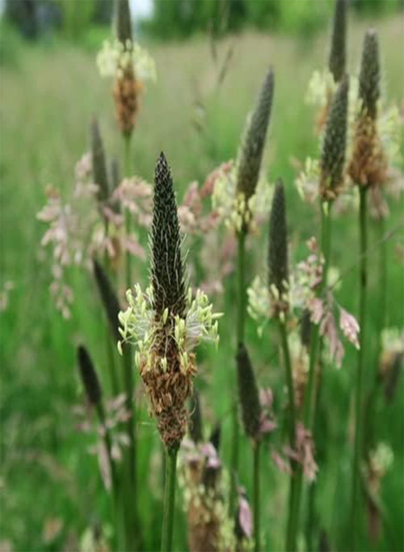 GGOOT seeds Plantago lanceolata (Ribwort Plantain)   100 Seeds. British Native Wildflower. - Image 2