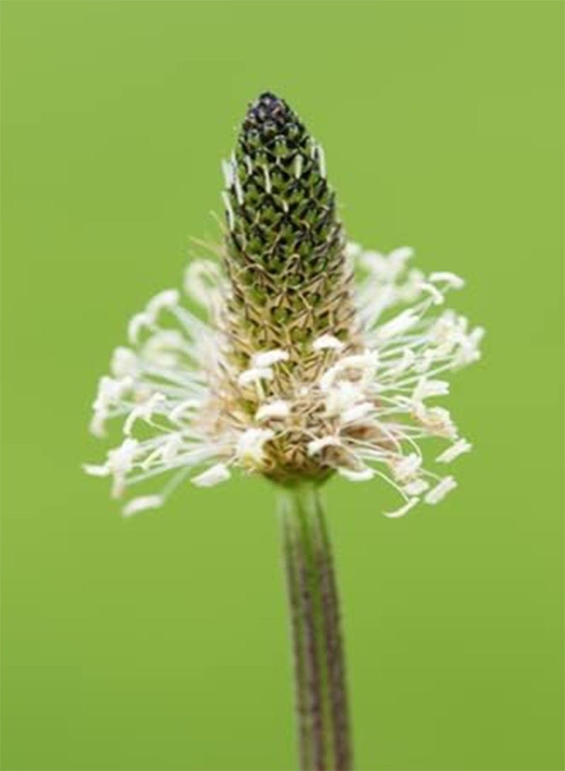 GGOOT seeds Plantago lanceolata (Ribwort Plantain)   100 Seeds. British Native Wildflower. - Image 1