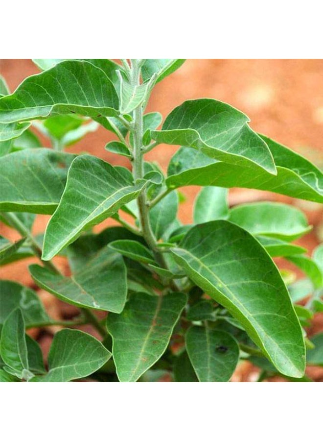 Ashwagandha India Ginseng Herb Seeds