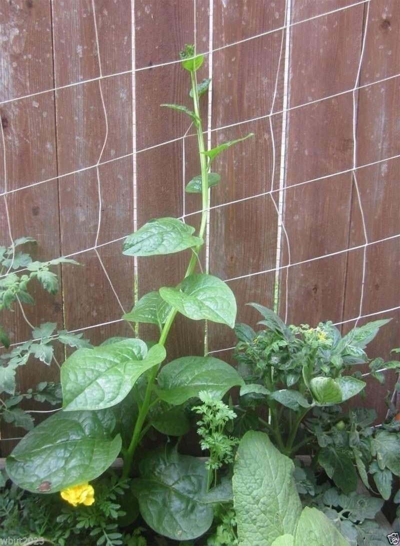 GGOOT Green ,100 Seeds - Heat loving, frost sensitive.fast-growing vine - Image 5
