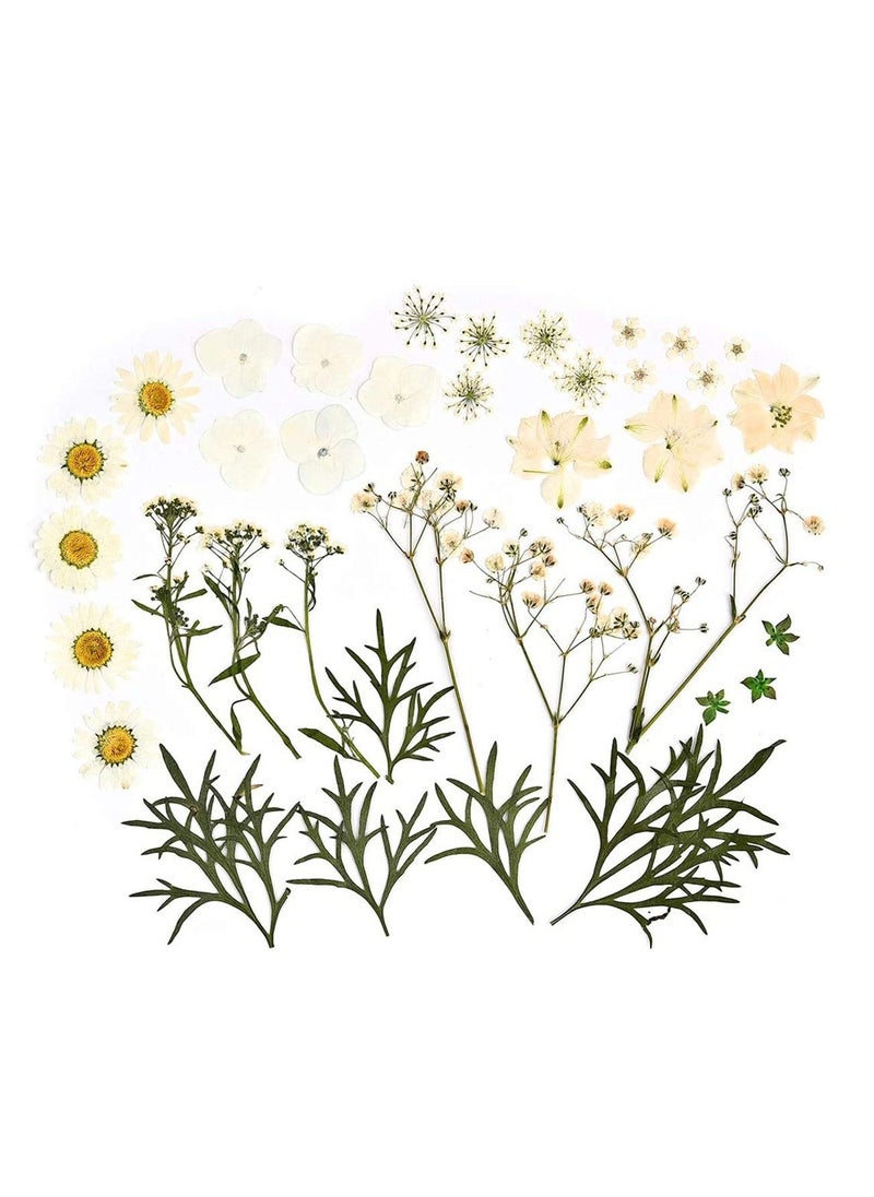 SYOSI Dried Flowers Pressed Natural Colorful Pressed Flowers Daisies Assorted Dried Flowers Leaves Petals Floral Decors DIY Crafts, for Resin epoxy Silicone Mold Production  - Image 1