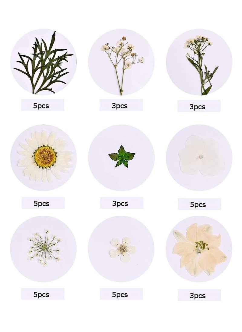 SYOSI Dried Flowers Pressed Natural Colorful Pressed Flowers Daisies Assorted Dried Flowers Leaves Petals Floral Decors DIY Crafts, for Resin epoxy Silicone Mold Production  - Image 3