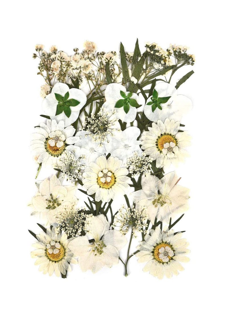 SYOSI Dried Flowers Pressed Natural Colorful Pressed Flowers Daisies Assorted Dried Flowers Leaves Petals Floral Decors DIY Crafts, for Resin epoxy Silicone Mold Production  - Image 2