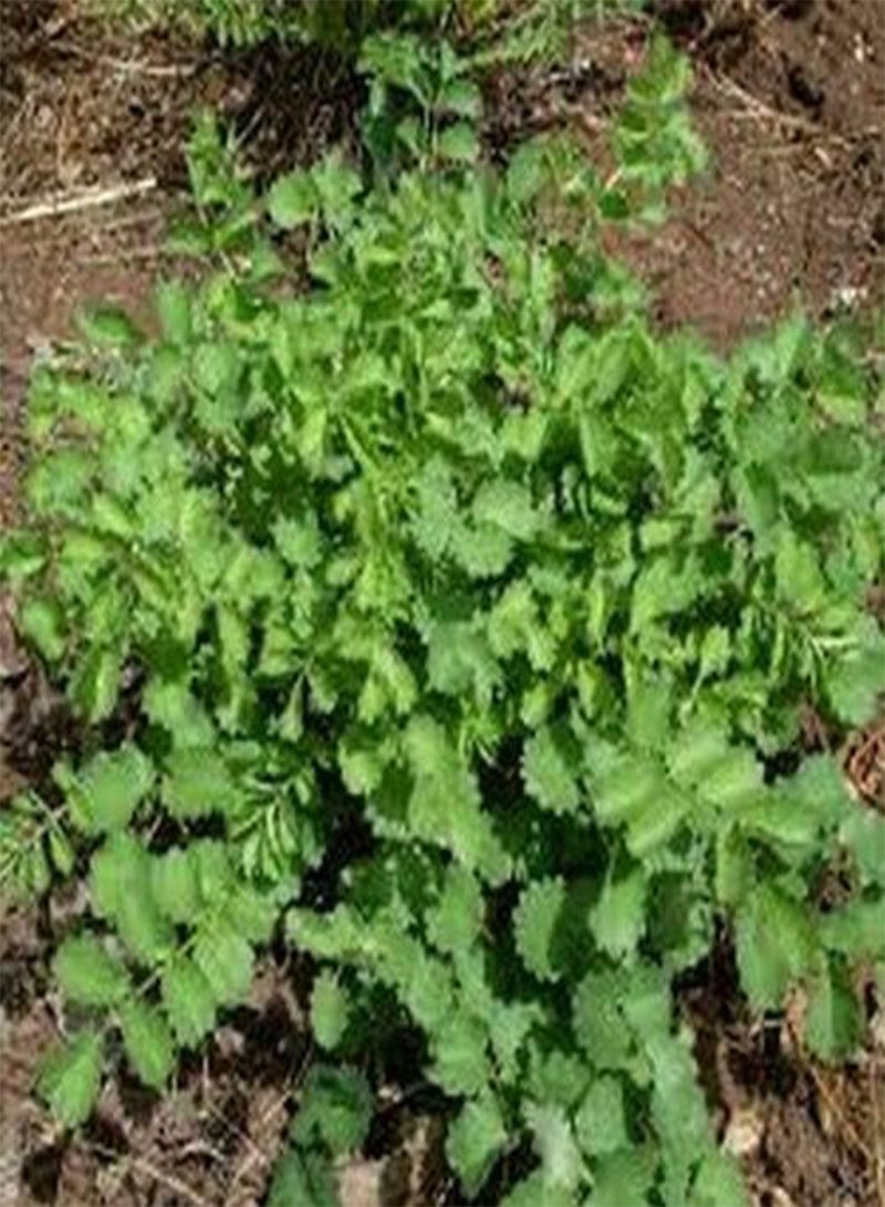 GGOOT Salad Burnet (Sanguisorba Minor)- 25 Seeds - - Image 2