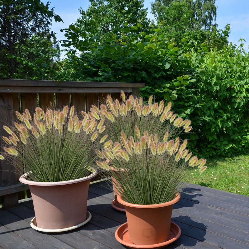 Ttranewsoo Artificial Grass, Fake Grass, Artificial Shrubs, Wheatgrass Cattails Fake Grass Decorations, Artificial Plants, Ornamental Grass, Outdoor Fake Grass, Green Leafy Decorations (12PCS) - Image 5