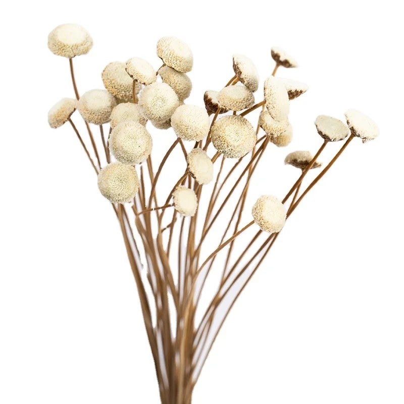 Bluejw Decor Dried Flower Arrangement with Preserved Chrysanthemum & Botanical Buttons – Natural Dried Plants for Home Decoration - Image 2