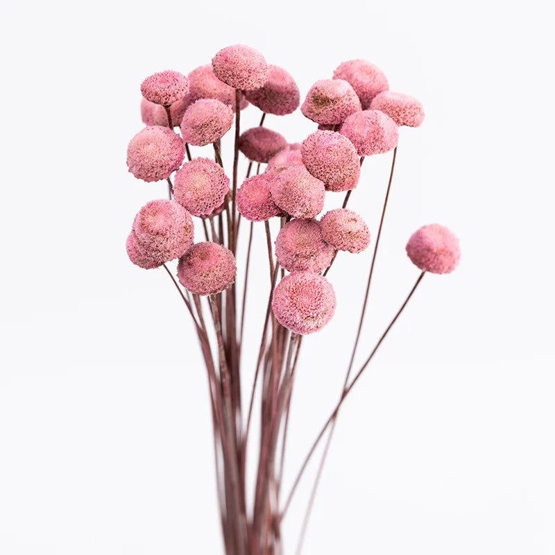 Bluejw Decor Dried Flower Arrangement with Preserved Chrysanthemum & Botanical Buttons – Natural Dried Plants for Home Decoration - Image 4
