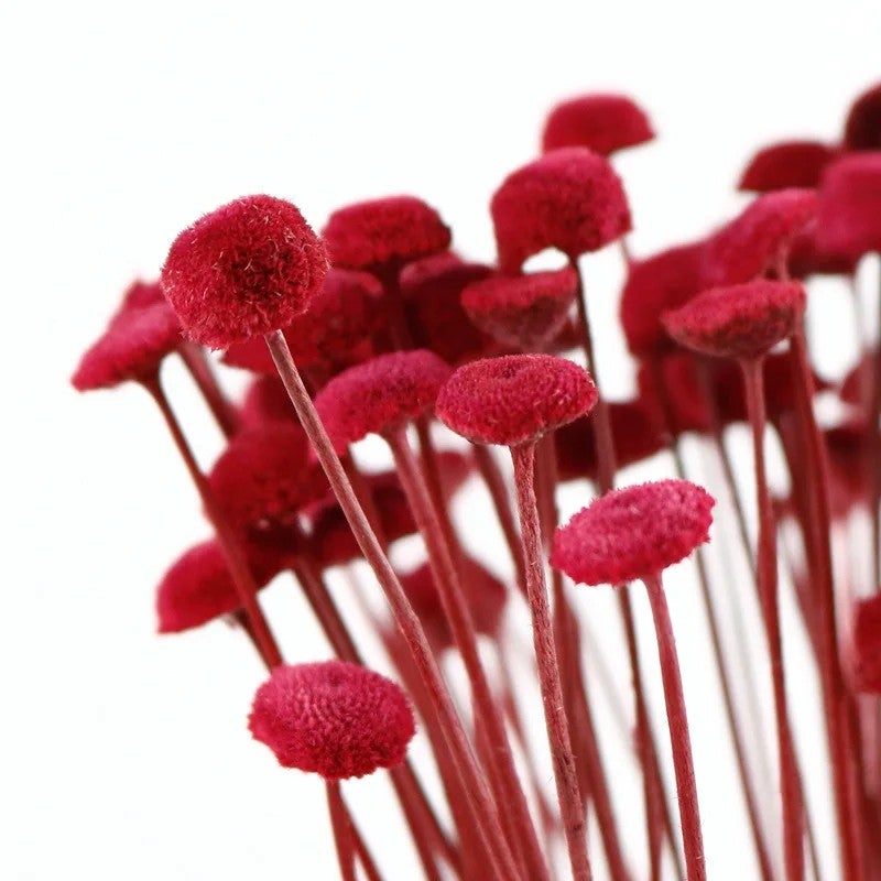 Bluejw Decor Dried Flower Arrangement with Preserved Chrysanthemum & Botanical Buttons – Natural Dried Plants for Home Decoration - Image 3