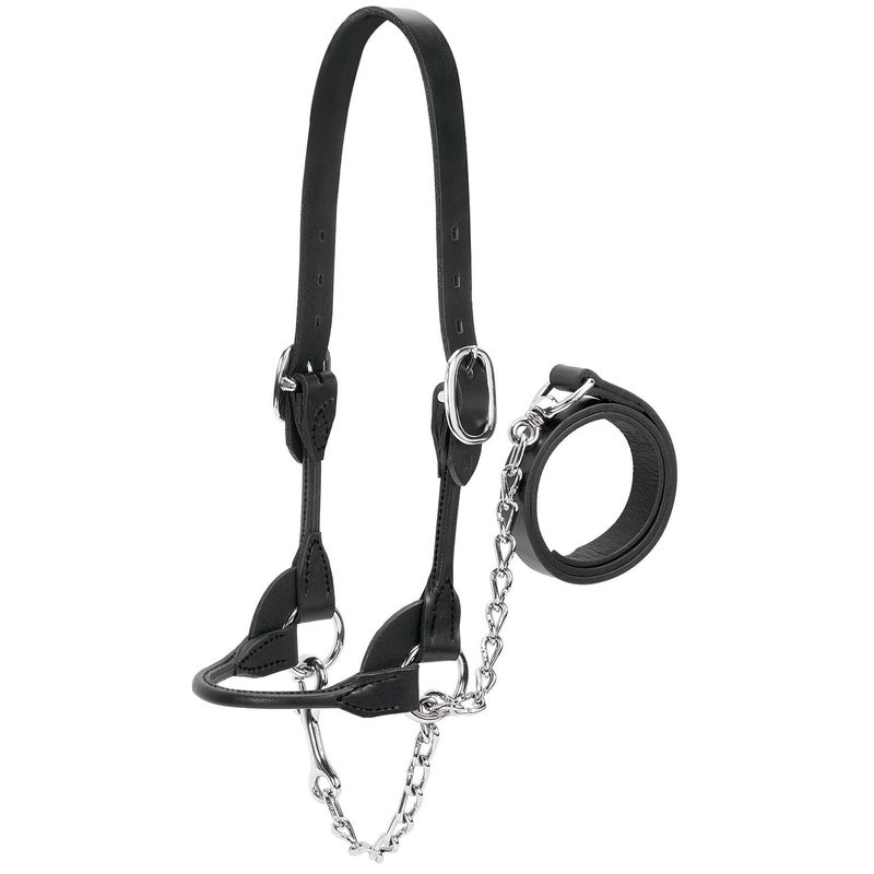 Weaver Leather DairyBeef Rounded Show Halter Black Medium - Image 2