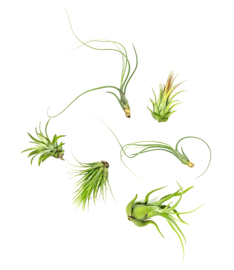 Plants for Pets Tillandsia Air Plants Live Indoor Plants (12Pk)  Airplants Variety Live Plant Kit  Tropical Plants Live Houseplants  Air Plant Live Succulents Plants Live Plants Indoor House Plants By Plants For Pets - Image 1