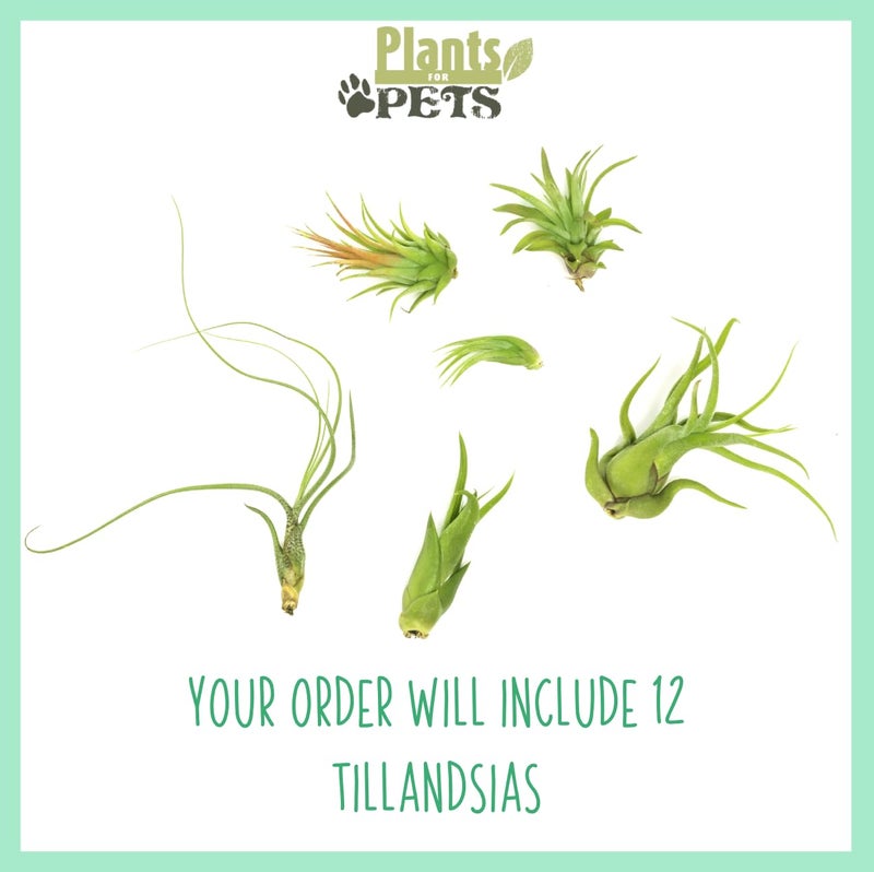 Plants for Pets Tillandsia Air Plants Live Indoor Plants (12Pk)  Airplants Variety Live Plant Kit  Tropical Plants Live Houseplants  Air Plant Live Succulents Plants Live Plants Indoor House Plants By Plants For Pets - Image 2