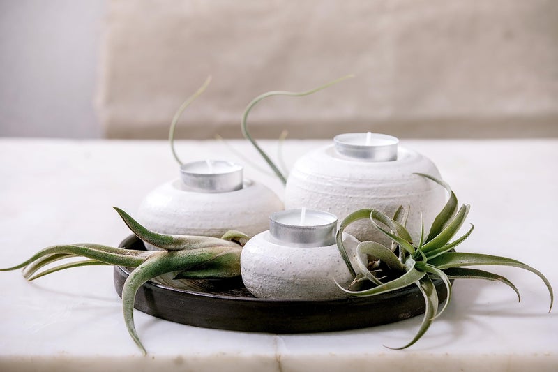 Plants for Pets Tillandsia Air Plants Live Indoor Plants (12Pk)  Airplants Variety Live Plant Kit  Tropical Plants Live Houseplants  Air Plant Live Succulents Plants Live Plants Indoor House Plants By Plants For Pets - Image 4