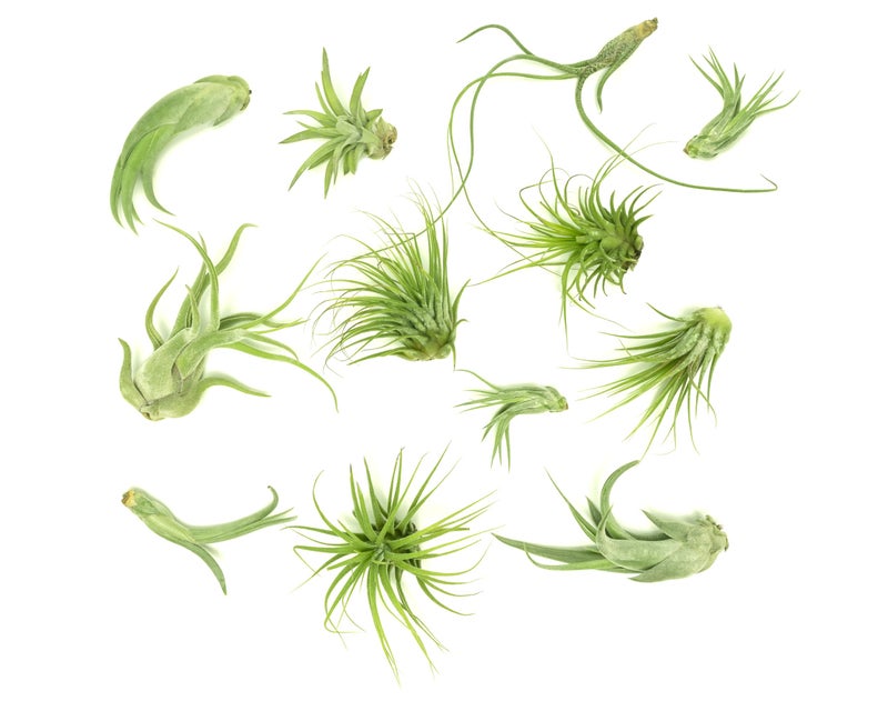Plants for Pets Tillandsia Air Plants Live Indoor Plants (12Pk)  Airplants Variety Live Plant Kit  Tropical Plants Live Houseplants  Air Plant Live Succulents Plants Live Plants Indoor House Plants By Plants For Pets - Image 3